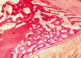 Рис. 2. Нижняя челюсть кролика через 14 суток после остеопластики слева