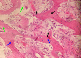 Рис. 6. Нижняя челюсть кролика через 14 суток после остеопластики справа