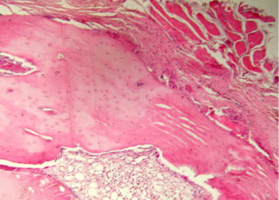 Рис. 14. Нижняя челюсть кролика на 270 сутки после операции справа