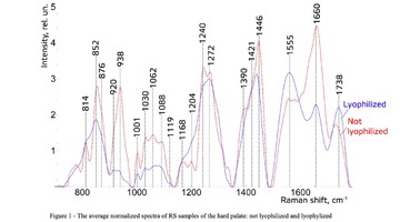 Figure 1 - The average normalized spectra of RS samples of the hard palate: not lyophilized and lyophylized 