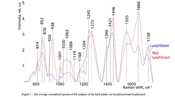 Figure 1 - The average normalized spectra of RS samples of the hard palate: not lyophilized and lyophylized 
