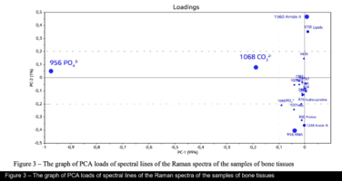 The graph of PCA loads of spectral lines of the Raman spectra of the samples of bone tissues