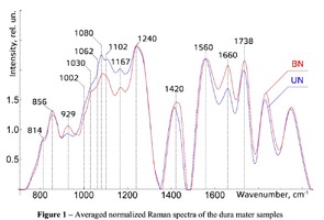– Averaged normalized Raman spectra of the dura mater samples