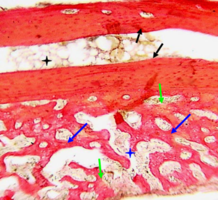 Рис. 1. Строение нижней челюсти кролика в норме