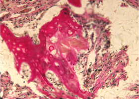 Рис. 3. Нижняя челюсть кролика через 14 суток после остеопластики слева