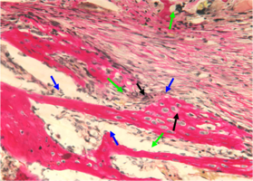 Рис. 4. Нижняя челюсть кролика через 14 суток после остеопластики слева