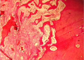 Рис. 5. Нижняя челюсть кролика через 14 суток после остеопластики справа