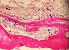 Рис. 7. Нижняя челюсть кролика на 30 сутки после остеопластики слева