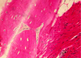 Рис. 9. Нижняя челюсть кролика на 90 сутки после остеопластики слева