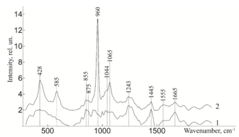 Figure 2 - Raman spectra normalized to the average intensity value for: 1) demineralized bone tissue samples 2) mineralized bone tissue samples