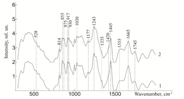 Figure 3 - Raman spectra normalized to the average intensity value for demineralized bone tissue samples: 1) without ultrasonic processing 2) with ultrasonic processing.