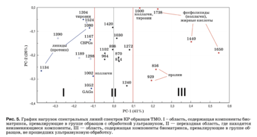 Рис. 5. График нагрузок спектральных линий спектров КР образцов ТМО. I – область, содержащая компоненты био- матрикса, превалирующие в группе образцов с обработкой ультразвуком, II — переходная область, где находятся неизменяющиеся компоненты, III — область, содержащая компоненты биоматрикса, превалирующие в группе об- разцов, не прошедших ультразвуковую обработку.