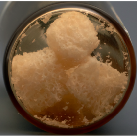 Крошка спонгиозная (кубики), три кусочка ЛИО-58